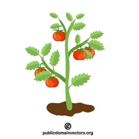 Tomato plant clip art Royalty-free Stock Vector Images and Clip Art