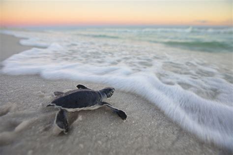 Turtle Beach