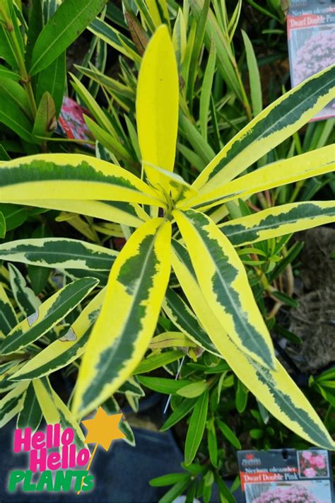 Nerium Variegated Double Pink Oleander 8 Pot Hello Hello Plants