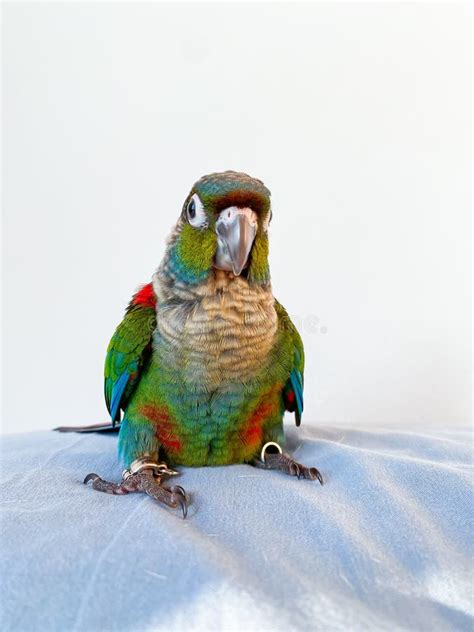 New Born Parrot Stock Photos Free Royalty Free Stock Photos From