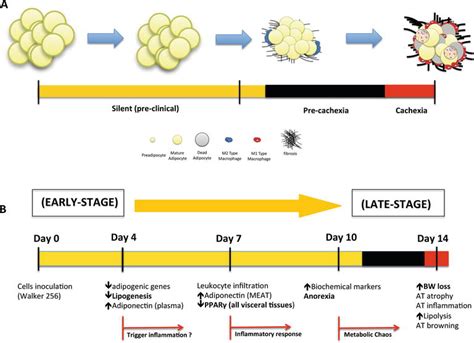 Adipose Tissue Remodeling During Cancer Cachexia IntechOpen