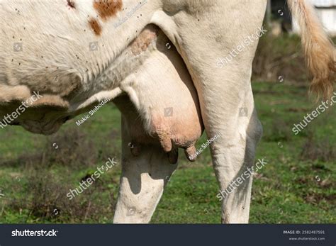 Cow Udder Closeup Small Tits Stock Photo Shutterstock