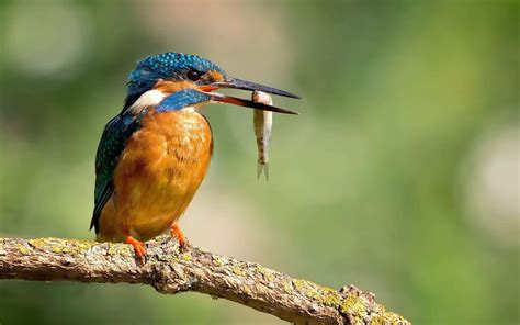 Download Kingfisher Catching Fish Nature Photography Wallpaper