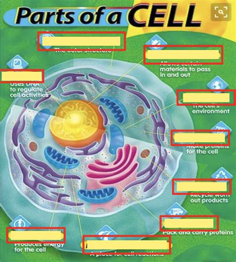 Parts Of A Cell Diagram Diagram Quizlet