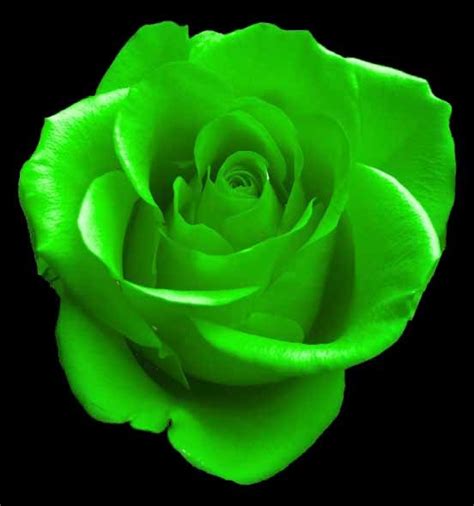 COLORS OF ROSES: GREEN ROSES