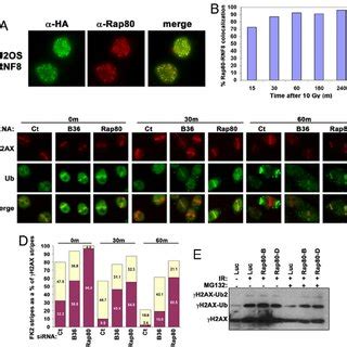 Rap80-BRCC36 DUB activity reverses RNF8-dependent ubiquitination events ...
