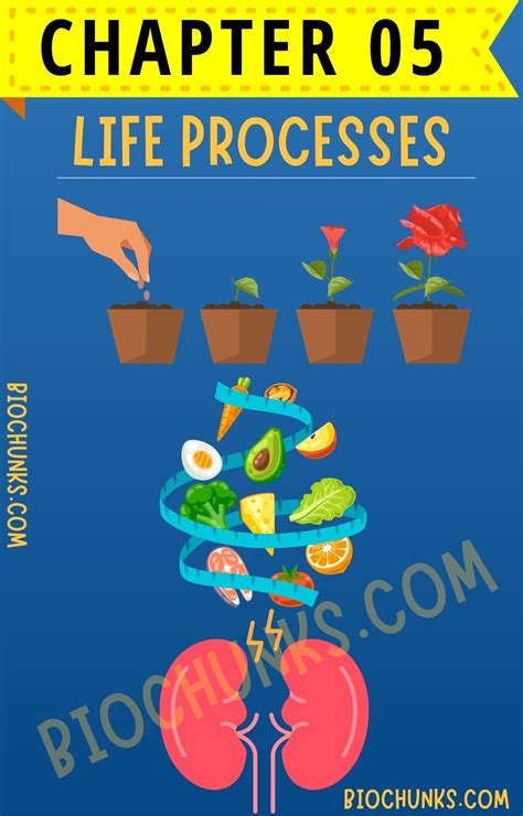 life processes biology notes cbse ncert biochunkscom life