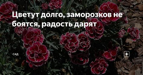 Цветут долго, заморозков не боятся, радость дарят | САД | Дзен