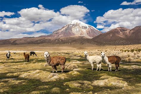 Getting to Bolivia | How to travel to Bolivia | Rough Guides