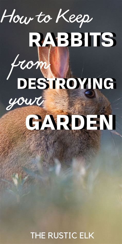 Rabbits Can Be A Real Nuisance When It Comes To Eating Your Garden