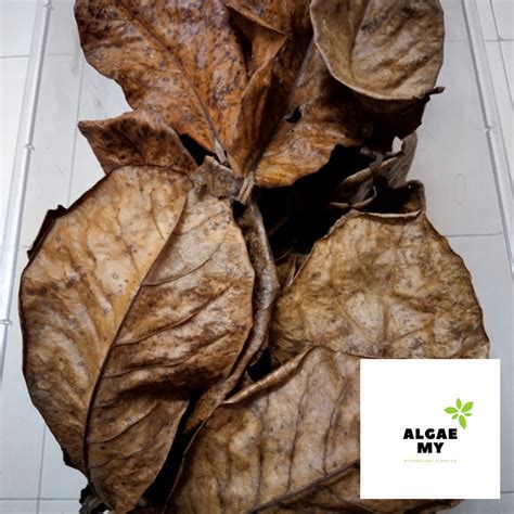 Daun Ketapang Laut Catappa Leaf Indian Almond Leaf Untuk Ikan Betta