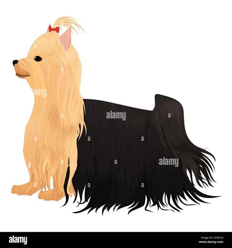 Yorkshire Terrier Dog Isolated On White Cartoon Long Haired Yorkie Dog