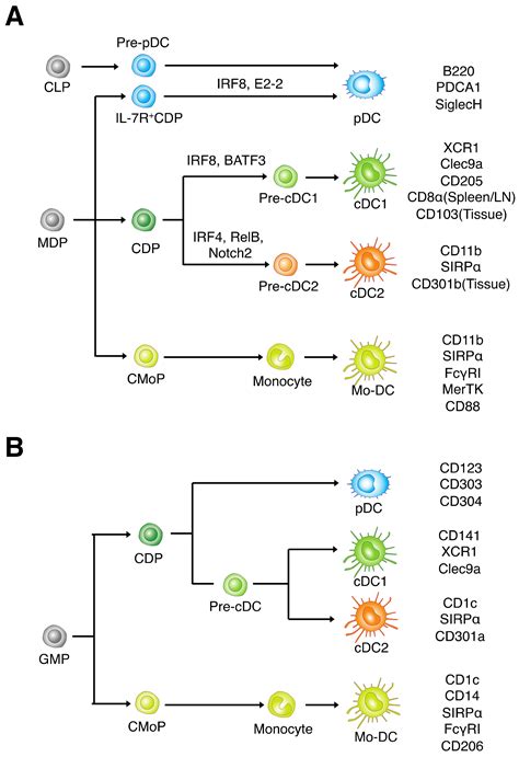 Cancers Free Full Text The Role Of Type 2 Conventional Dendritic