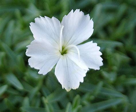 Dianthus Gratianopolitanus La Bourboule White Kallima Alpines And All