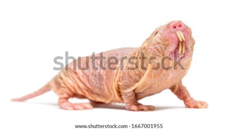 Naked Molerat Hairless Rat Isolated On Stock Photo 1667001955