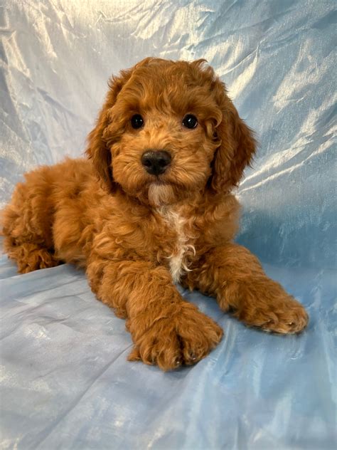 Bichon Poodles Puppies For Sale Bichon Poodle Breeder In Iowa