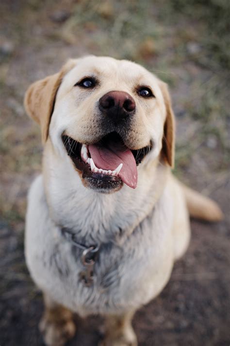 11 friendly facts about Labrador Retrievers — Woofpurnay Veterinary ...