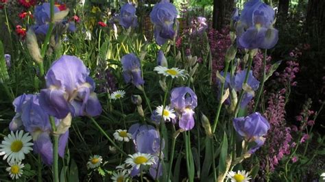 Bulbi D Autunno Come Piantarli Adesso Per Avere Fiori A Primavera