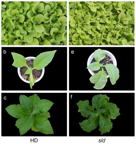 Agronomy Free Full Text Phenotypic Characterization And Gene