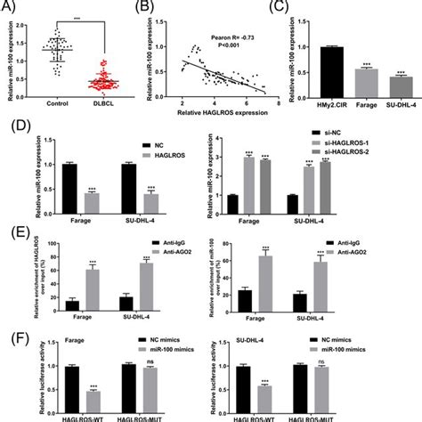 Haglros Knockdown Suppressed Tumor Growth In Vivo A Representative