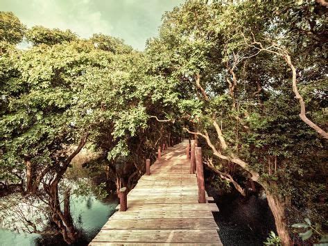 Tropical Jungle Landscape With Wooden Bridge At Flooded Rain Forest Of