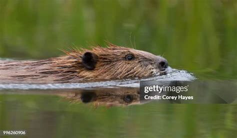 705 Beaver Swimming Stock Photos, High-Res Pictures, and Images - Getty ...