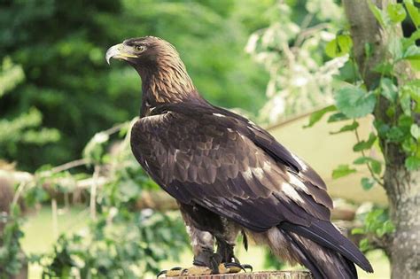 Where Do Golden Eagles Live