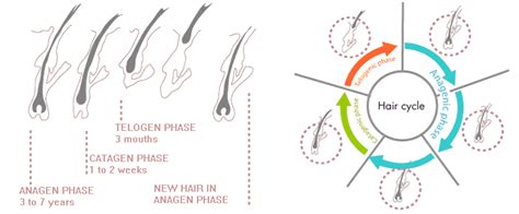 Hair Physiology Vertex