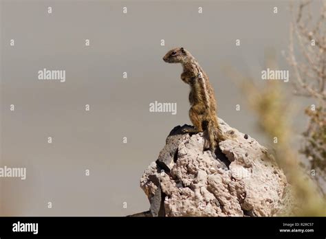 Atlasha Rnchen Hi Res Stock Photography And Images Alamy