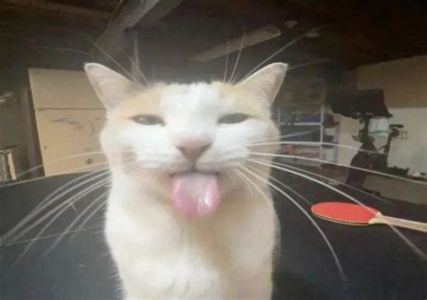 Funny Orange And White Cat Sticking Out Its Tongue
