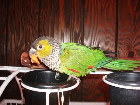 Black-capped Conure Care Sheet | Birds Coo