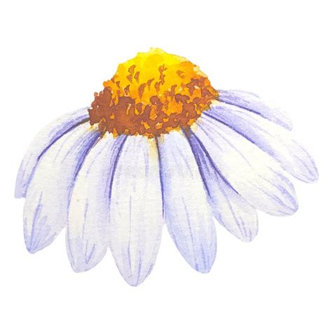 Watercolor Daisy Hand Painted Illustration Watercolour Daisy Isolated