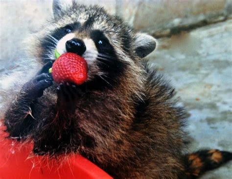 Cute Raccoon Eating A Strawberry