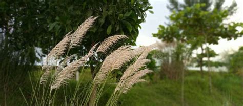 Kashful Grow at the Field in Bangladesh. Stock Photo - Image of ...