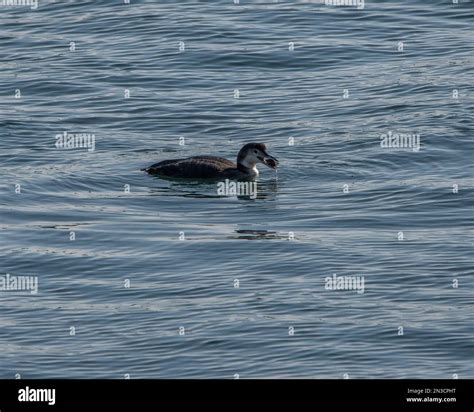 A common loon in non-breeding plumage Stock Photo - Alamy