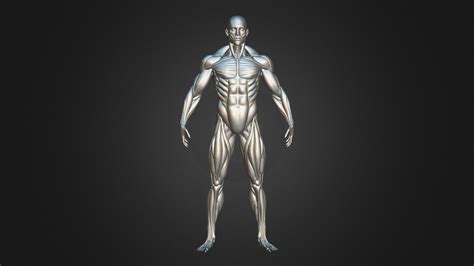 Highly Detailed Human Muscles Male Buy Royalty Free 3d Model By Yacine Brinis Yacinebrinis