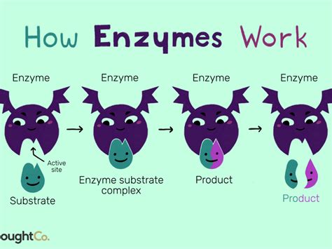 Enzymes Structure And Function Diagram Quizlet