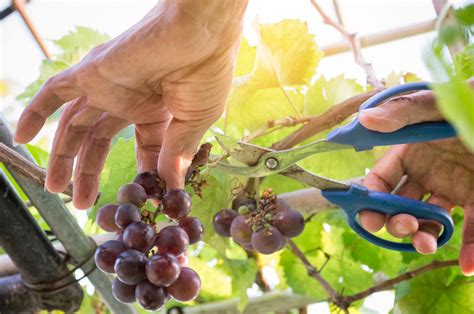 Harvester hands cutting ripe grapes on a vineyard. Farmer picking up the grapes during ...