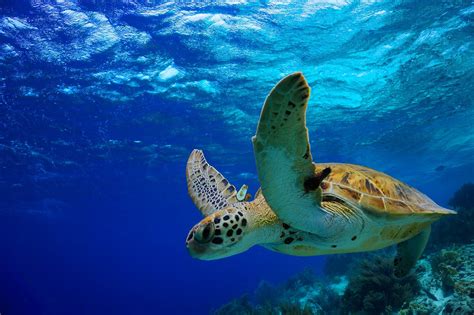 Snorkeling With Turtles In Maui