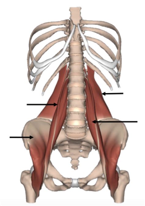 Diagram Of Posterior Muscles Of Abdominal Wall Quizlet