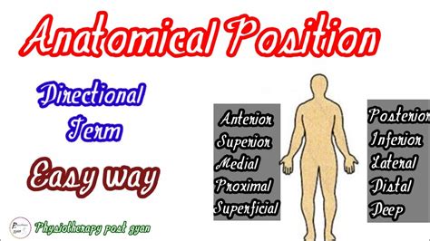 Easy Way To Remember Anatomical Position Directional Term Youtube