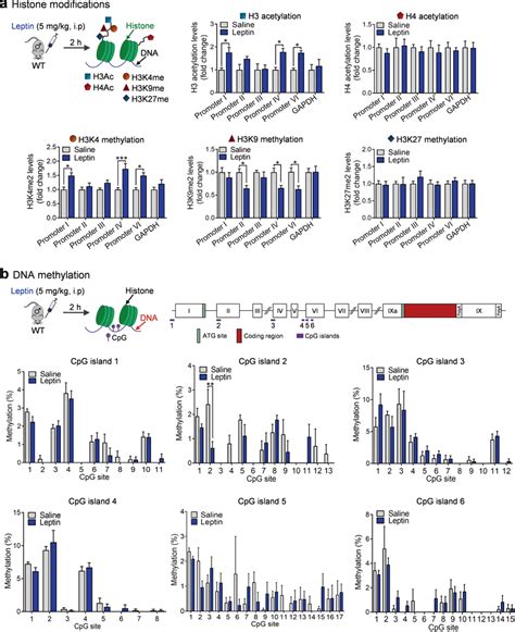 Epigenetic Modifications Of The Bdnf Gene Induced By Leptin A Upper