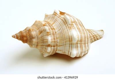 Scallops Shells See Pectinidae On White Stock Photo Edit Now 96851338