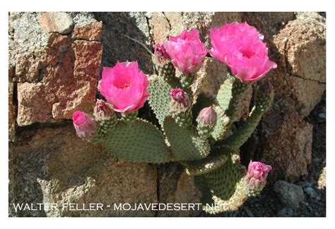 Beavertail Cactus Mojave Desert Cactus