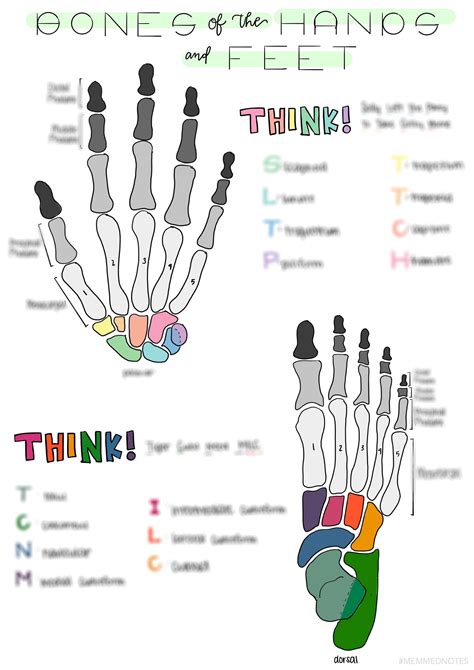 How To Remember Foot Bones