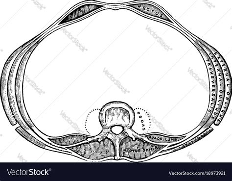 Transverse Section Abdomen Vintage Royalty Free Vector Image