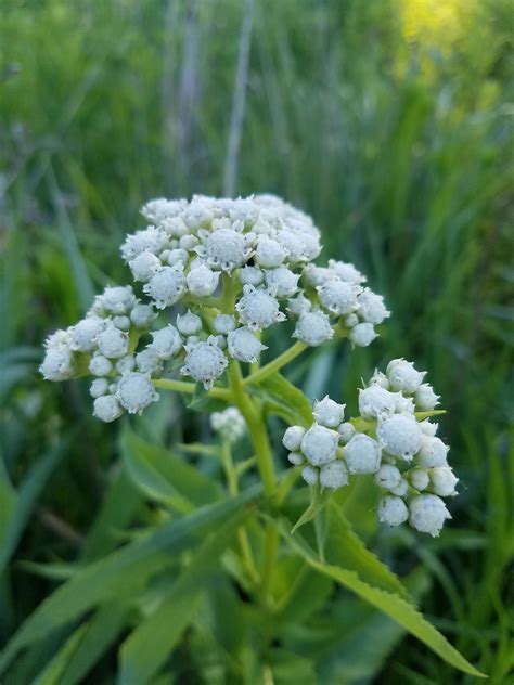 Wild Quinine (Parthenium integrifolium) | Heartland Seed of Missouri, LLC