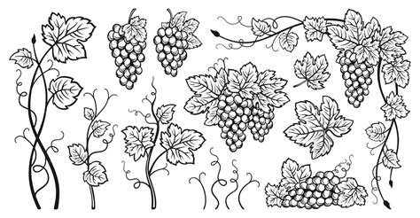 Desenhos De Cachos De Uva - Cachos de uva folhas de videira conjunto de esboço de tinta esboço ...