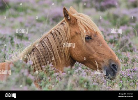 New Forest Ponies Stock Photo Alamy