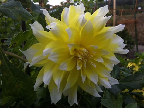 yellow dahlia